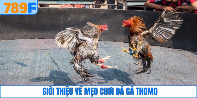 Giới thiệu thông tin về chiến thuật cược chọi kê