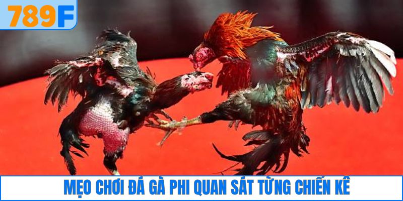 Mẹo chơi đá gà Phi nên chú ý đến từng con kê