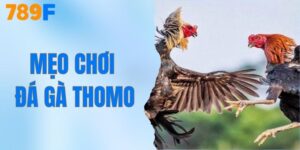 Mẹo Chơi Đá Gà Thomo - Bí Quyết Thành Công Từ 789F