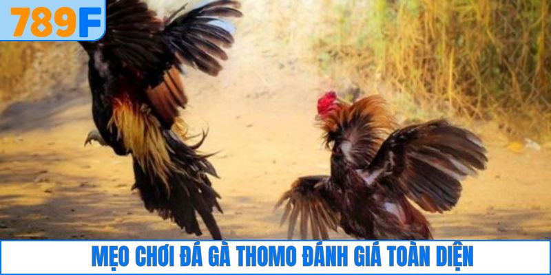 Mẹo chơi đá gà Thomo nên chú ý tới các yếu tố ảnh hưởng