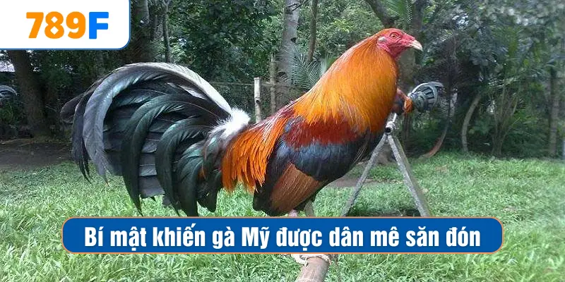 Bí mật khiến gà Mỹ được dân mê săn đón