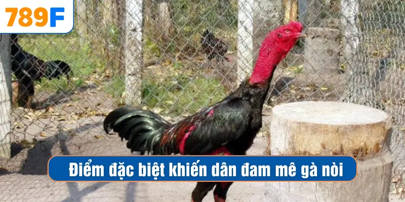 Các Dòng Gà Mỹ Săn Chắc: Sức Bền Và Phản Xạ Vượt Trội 3 Điểm đặc biệt khiến dân đam mê gà nòi