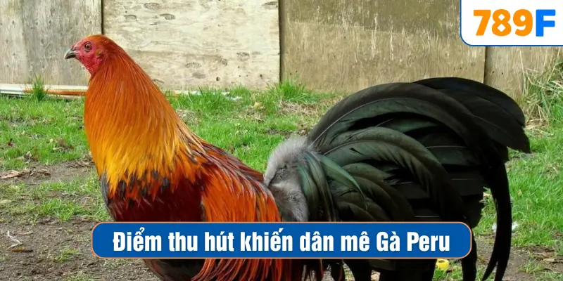 Các Dòng Gà Mỹ Săn Chắc: Sức Bền Và Phản Xạ Vượt Trội 3 Điểm thu hút khiến dân mê Gà Peru