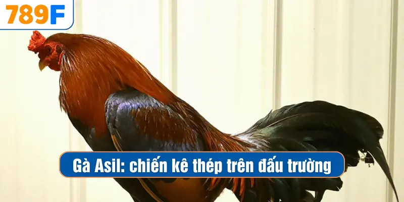 Gà Asil – Chiến Kê Thép Huyền Thoại Của Đấu Trường Gà