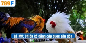 Gà Mỹ – Chiến Kê Đẳng Cấp Được Giới Mê Gà Săn Lùng