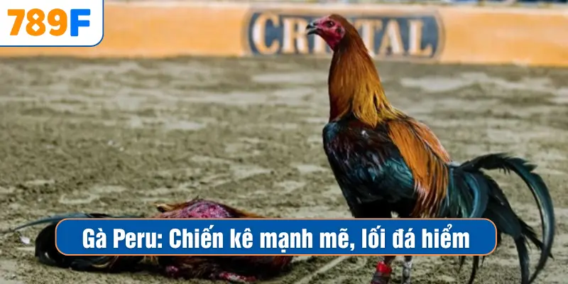 Gà Peru – Chiến Kê Mạnh Mẽ Được Giới Đá Gà Yêu Thích 1 Gà Peru – Chiến Kê Mạnh Mẽ Được Giới Đá Gà Yêu Thích