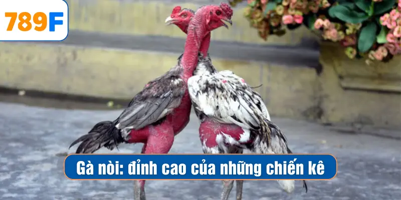 Gà Nòi – Chiến Kê Đỉnh Cao Tung Hoành Trên Sàn Đấu 1 Gà Nòi – Chiến Kê Đỉnh Cao Tung Hoành Trên Sàn Đấu