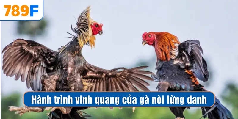 Các Dòng Gà Mỹ Săn Chắc: Sức Bền Và Phản Xạ Vượt Trội 2 Hành trình vinh quang của gà nòi lừng danh