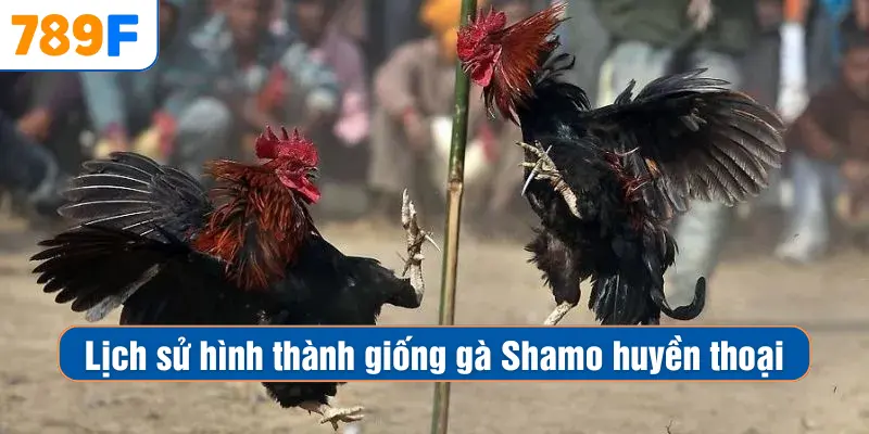 Lịch sử hình thành giống gà Shamo huyền thoại