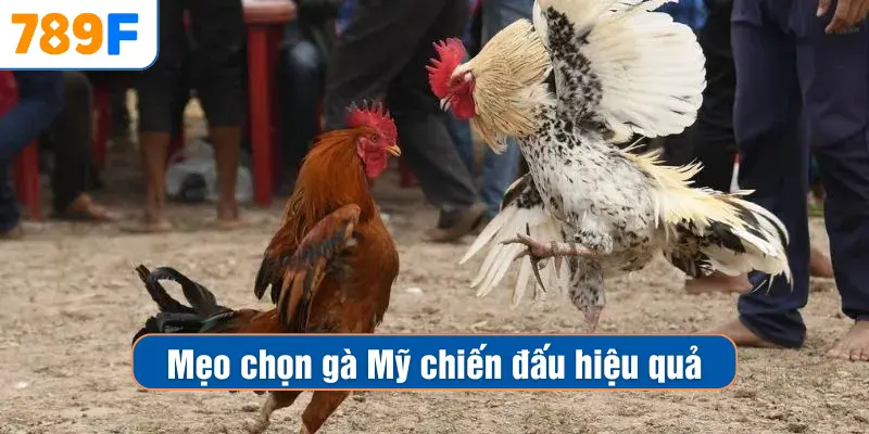 Mẹo chọn gà Mỹ chiến đấu hiệu quả