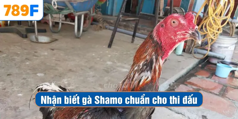 Nhận biết gà Shamo chuẩn cho thi đấu