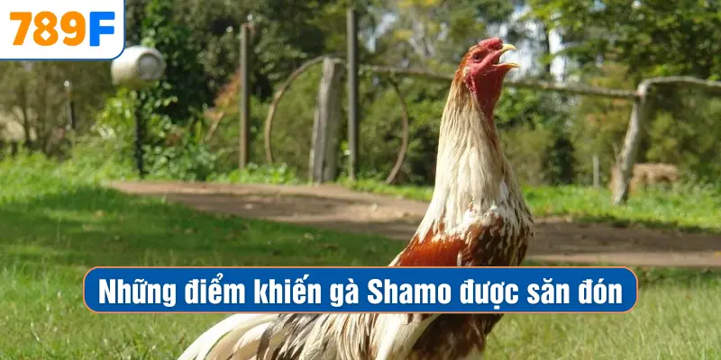 Những điểm khiến gà Shamo được săn đón