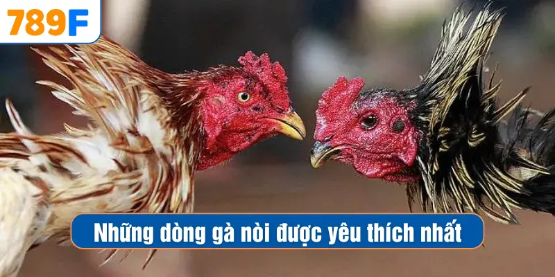Các Dòng Gà Mỹ Săn Chắc: Sức Bền Và Phản Xạ Vượt Trội 4 Những dòng gà nòi được yêu thích nhất