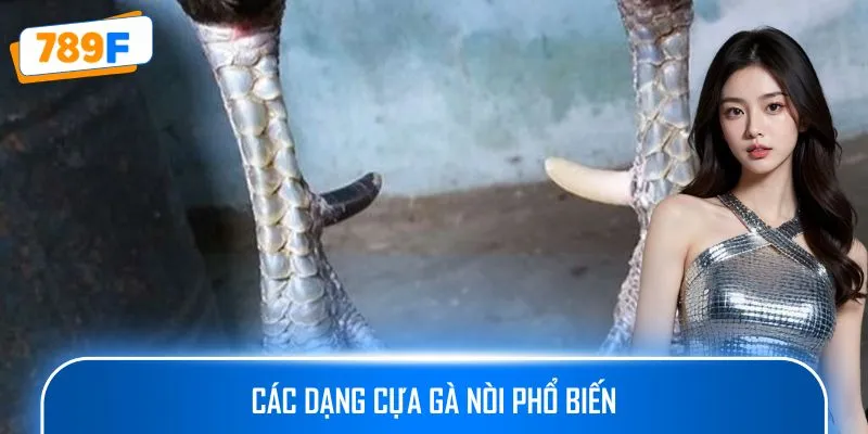 Các Dòng Gà Mỹ Săn Chắc: Sức Bền Và Phản Xạ Vượt Trội 3 Các dạng cựa gà nòi phổ biến