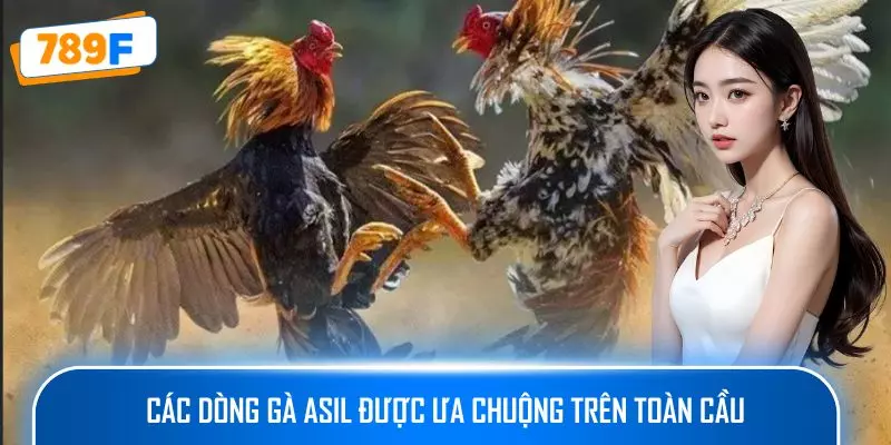 Các Dòng Gà Mỹ Săn Chắc: Sức Bền Và Phản Xạ Vượt Trội 3 Các dòng gà Asil được ưa chuộng trên toàn cầu