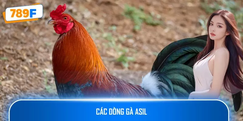 Các Dòng Gà Asil: Chinh Phục Chiến Trường Gà Chọi Mạnh Mẽ 1 Các Dòng Gà Asil: Chinh Phục Chiến Trường Gà Chọi Mạnh Mẽ
