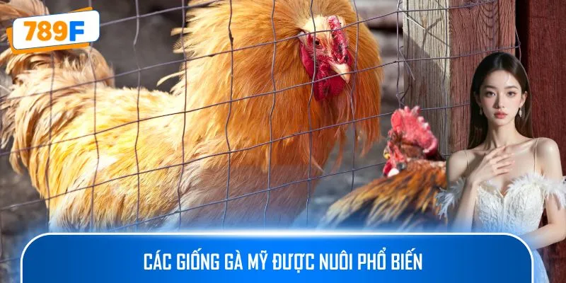 Các giống gà Mỹ được nuôi phổ biến