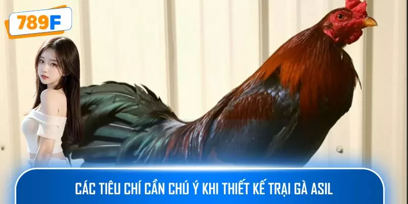 Các Dòng Gà Mỹ Săn Chắc: Sức Bền Và Phản Xạ Vượt Trội 4 Các tiêu chí cần chú ý khi thiết kế trại gà Asil