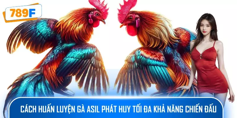 Cách huấn luyện gà Asil phát huy tối đa khả năng chiến đấu