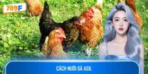 Cách Nuôi Gà Asil Chuẩn Xác Để Chiến Kê Mạnh Mẽ, Lối Đá Hay