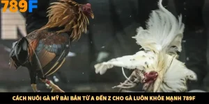 Cách Nuôi Gà Mỹ Bài Bản Từ A Đến Z Cho Gà Luôn Khỏe Mạnh 789F