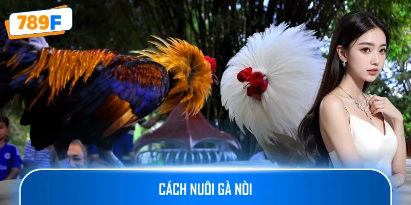 Cách Nuôi Gà Nòi – Bí Quyết Cho Chiến Kê Dũng Mãnh