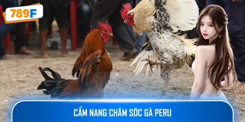 Các Dòng Gà Mỹ Săn Chắc: Sức Bền Và Phản Xạ Vượt Trội 4 Cẩm nang chăm sóc gà Peru