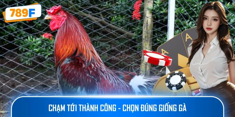 Các Dòng Gà Mỹ Săn Chắc: Sức Bền Và Phản Xạ Vượt Trội 3 Chạm tới thành công - Chọn đúng giống gà