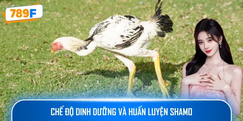 Chế độ dinh dưỡng và huấn luyện Shamo