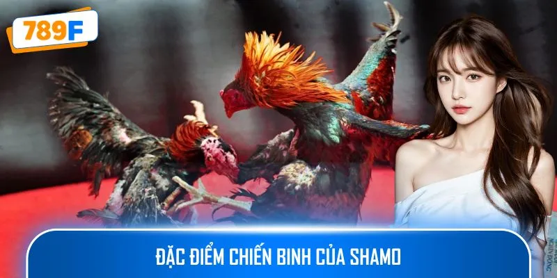 Đặc điểm chiến binh của Shamo