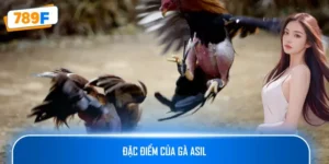 Đặc Điểm Của Gà Asil: Chiến Kê Lý Tưởng Cho Các Sảnh Đá Gà