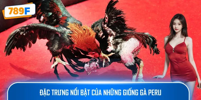 Đặc trưng nổi bật của những giống gà Peru