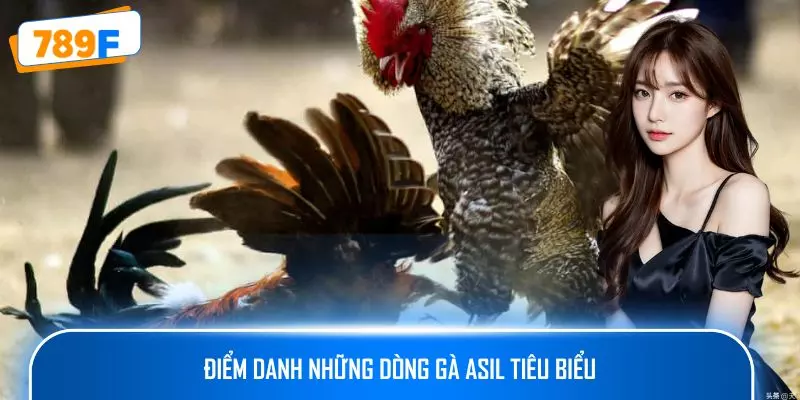 Các Dòng Gà Mỹ Săn Chắc: Sức Bền Và Phản Xạ Vượt Trội 3 Điểm danh những dòng gà Asil tiêu biểu