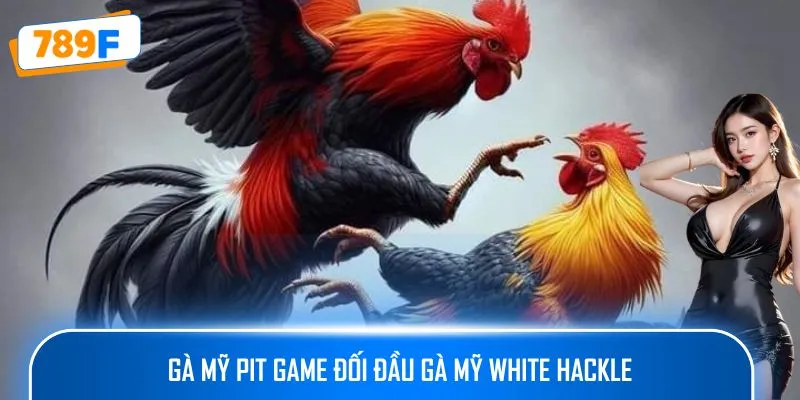 Trại Gà Mỹ Cung Cấp Giống Gà Chiến Chất Lượng Cao Uy Tín 3 Gà Mỹ Pit Game đối đầu Gà Mỹ White Hackle