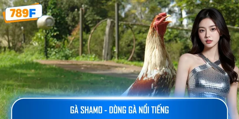 Gà Shamo - dòng gà nổi tiếng
