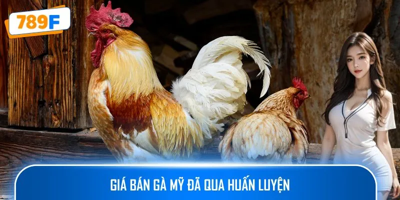 Giá bán gà Mỹ đã qua huấn luyện