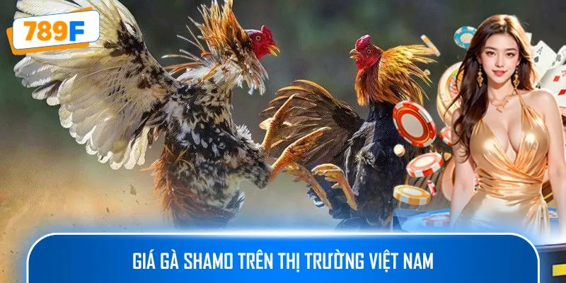 Các Dòng Gà Mỹ Săn Chắc: Sức Bền Và Phản Xạ Vượt Trội 3 Giá gà Shamo trên thị trường Việt Nam
