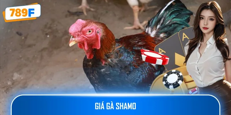 Giá Gà Shamo - Những Yếu Tố Quyết Định Chiến Kê Chất Lượng 1 Giá Gà Shamo - Những Yếu Tố Quyết Định Chiến Kê Chất Lượng