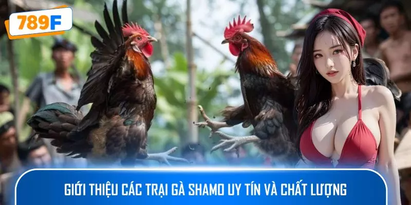 Các Dòng Gà Mỹ Săn Chắc: Sức Bền Và Phản Xạ Vượt Trội 4 Giới thiệu các trại gà Shamo uy tín và chất lượng