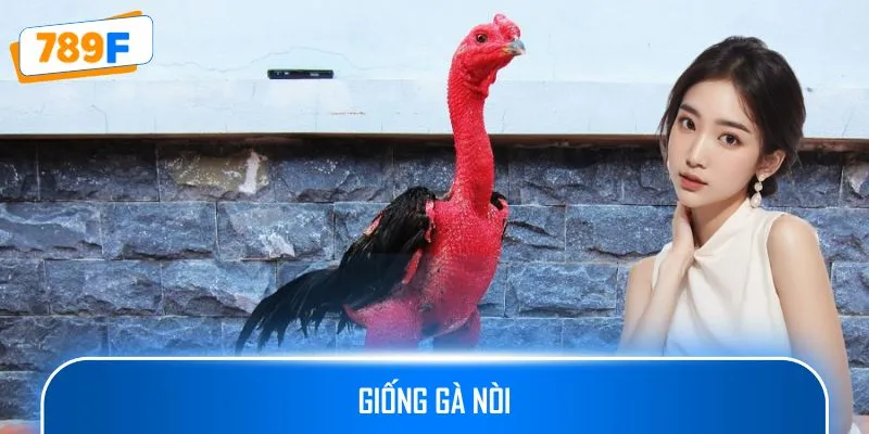 Giống Gà Nòi – Bí Quyết Huấn Luyện Và Tăng Cường Sức Mạnh 1 Giống Gà Nòi – Bí Quyết Huấn Luyện Và Tăng Cường Sức Mạnh