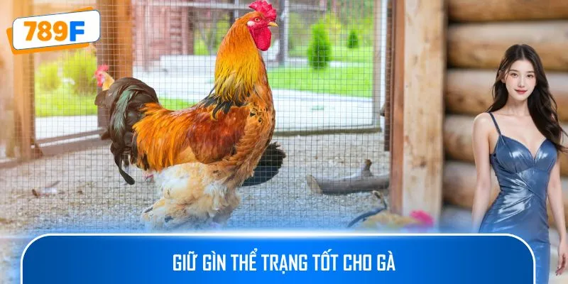 Giữ gìn thể trạng tốt cho gà