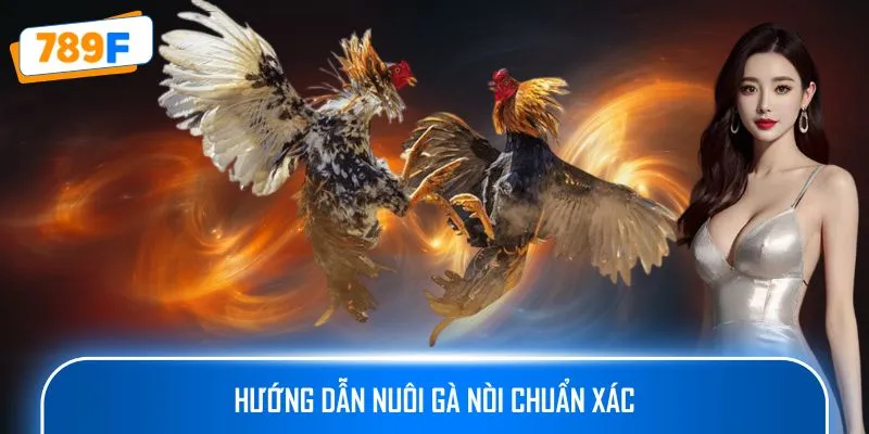 Hướng dẫn nuôi gà nòi chuẩn xác
