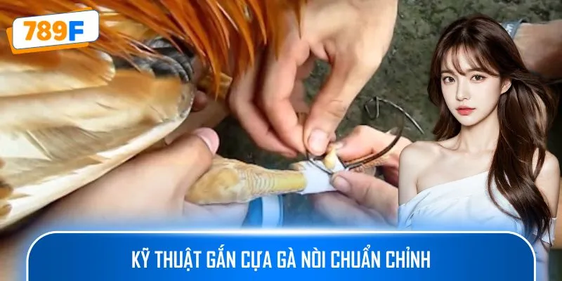 Các Dòng Gà Mỹ Săn Chắc: Sức Bền Và Phản Xạ Vượt Trội 4 Kỹ thuật gắn cựa gà nòi chuẩn chỉnh