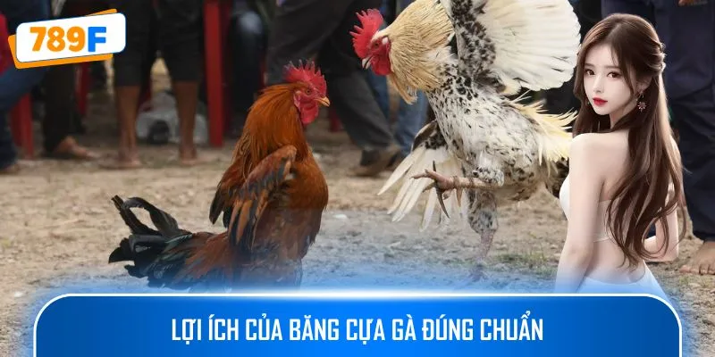 Lợi ích của băng cựa gà đúng chuẩn