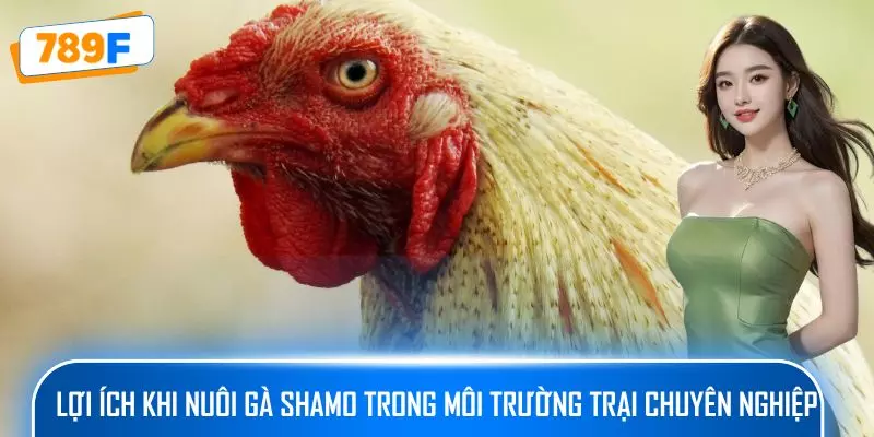 Các Dòng Gà Mỹ Săn Chắc: Sức Bền Và Phản Xạ Vượt Trội 2 Lợi ích khi nuôi gà Shamo trong môi trường trại chuyên nghiệp