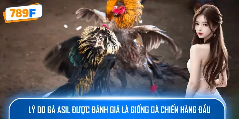 Các Dòng Gà Mỹ Săn Chắc: Sức Bền Và Phản Xạ Vượt Trội 4 Lý do gà Asil được đánh giá là giống gà chiến hàng đầu