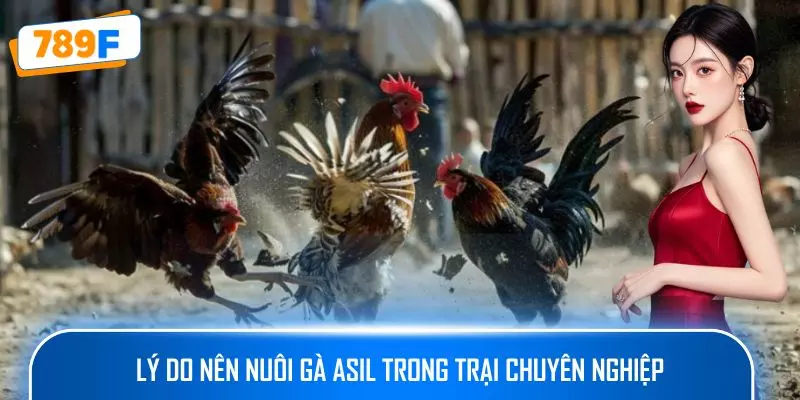 Các Dòng Gà Mỹ Săn Chắc: Sức Bền Và Phản Xạ Vượt Trội 3 Lý do nên nuôi gà Asil trong trại chuyên nghiệp