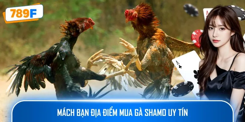 Các Dòng Gà Mỹ Săn Chắc: Sức Bền Và Phản Xạ Vượt Trội 4 Mách bạn địa điểm mua gà Shamo uy tín