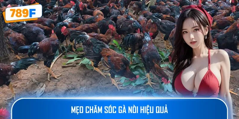 Các Dòng Gà Mỹ Săn Chắc: Sức Bền Và Phản Xạ Vượt Trội 4 Mẹo chăm sóc gà nòi hiệu quả