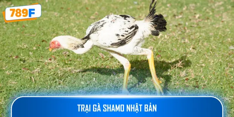Trại gà Shamo Nhật Bản là trại gà uy tín